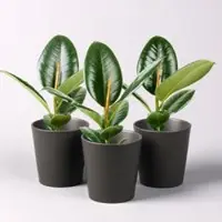 Pflanzen-Kölle Gummibaum 'Robusta' in Topf anthrazit, Topf-Ø 12 cm, Höhe ca. 40-45cm, 3er-Set