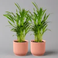 Pflanzen-Kölle Goldfruchtpalme in Übertopf Vibes rosa, Topf-Ø 13 cm, Höhe ca. 20-30 cm, 2er-Set