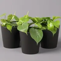Pflanzen-Kölle Philodendron scandens in Topf anthrazit, Topf-Ø 12 cm, Höhe ca 20 cm, 3er-Set