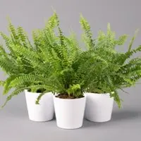 Pflanzen-Kölle Schwertfarn 'Green Lady' in Keramiktopf weiß, Topf-Ø12cm, Höhe ca 35 cm, 3er-Set
