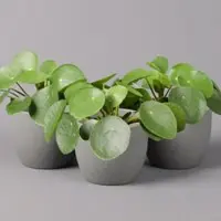 Pflanzen-Kölle Chinesischer Geldbaum, Topf-Ø 12 cm, Höhe ca. 20 cm, 3 Pflanzen