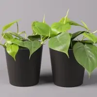 Pflanzen-Kölle Philodendron scandens in Topf anthrazit, Topf-Ø 12 cm, Höhe ca. 20 cm, 2er-Set