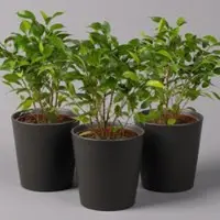 Pflanzen-Kölle Birkenfeige 'Natasja' in Übertopf anthrazit, Topf 12cmØ, Höhe ca. 25cm, 3er-Set
