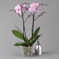 Pflanzen-Kölle Schmetterlingsorchidee, rosa, 2 Rispen, Topf-Ø 12 cm, Höhe ca. 50 cm