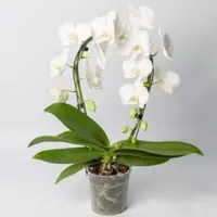 Pflanzen-Kölle Schmetterlingsorchidee, weiß, Bogen, Topf-Ø 12 cm, Höhe ca. 45 cm