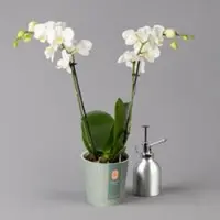 Pflanzen-Kölle Schmetterlingsorchidee weiß, 2 Rispen, Topf-Ø 12 cm, Höhe ca. 50 cm