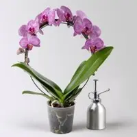 Pflanzen-Kölle Schmetterlingsorchidee pink geadert, Bogen, Topf-Ø 12 cm, Höhe ca. 45 cm