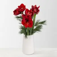 Pflanzen-Kölle Schnittblumen-Mix aus 3 weihnachtsroten Amaryllis & 3 Seidenkiefer