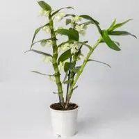 Pflanzen-Kölle Dendrobium, weiß, Topf-Ø 12 cm, Höhe ca. 50-60 cm