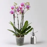 Pflanzen-Kölle Schmetterlingsorchidee weiß-rosa, 3 Rispen, Topf-Ø 12 cm, Höhe ca. 50 cm