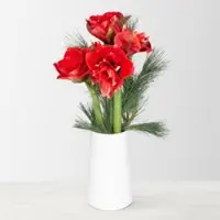 Pflanzen-Kölle Schnittblumen-Mix aus 3 rot gefüllten Amaryllis & 3 Seidenkiefer