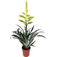 Pflanzen-Kölle Tillandsie oerstediana, gelb, Topf-Ø 12 cm, Höhe ca. 50 cm