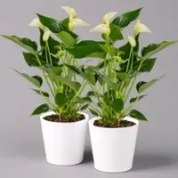 Pflanzen-Kölle Flamingoblumen Mix inkl. Übertopf Dallas weiß, Topf-Ø 12 cm, 2er-Set