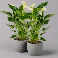 Pflanzen-Kölle Flamingoblume 'White Champion', Höhe ca. 35 cm, Topf 12 cm Ø, 2 Pflanzen