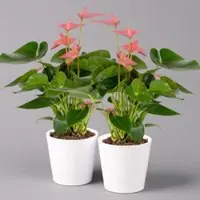 Pflanzen-Kölle Flamingoblumen, pink inkl. Übertopf Dallas weiß, Topf-Ø 12 cm, 2 Pflanzen