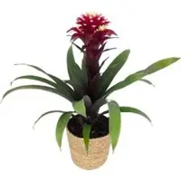 Pflanzen-Kölle Guzmania 'Francesca', lila-weiß, Topf-Ø 12 cm, mit Korb Maki, Höhe ca. 40 cm