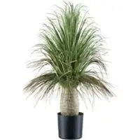 Pflanzen-Kölle Kunstpflanze Beaucarnea, Höhe ca. 60 cm