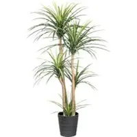 Pflanzen-Kölle Künstliche Dracaena, Höhe ca. 160 cm