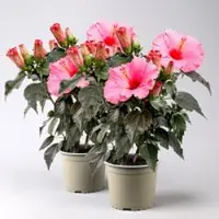 Pflanzen-Kölle Hibiskus HibisQs 'Juno Pink' dunkelpink, Topf-Ø 13 cm, 2 Pflanzen