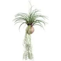 Pflanzen-Kölle Künstliche Tillandsia stricta, Höhe ca. 72 cm