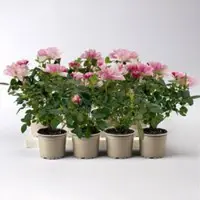 Pflanzen-Kölle Rose 'Pia', rosa-weiß, Mini, Topf-Ø 7 cm, 8 Pflanzen