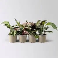 Pflanzen-Kölle Calathea Mini Mix zufällig, Topf-Ø 7 cm, Höhe ca. 10-15 cm, 4 Pflanzen