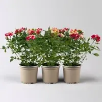 Pflanzen-Kölle Rose 'Liss', rot-gelb, Topf-Ø 10,5 cm, 3 Pflanzen