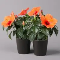 Pflanzen-Kölle Hibiskus, orange, in Keramiktopf Dallas anthrazit, Topf-Ø 13 cm, 2 Pflanzen