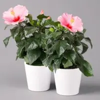 Pflanzen-Kölle Hibiskus, rosa in Keramiktopf Dallas weiß, Topf-Ø 13 cm, 2 Pflanzen