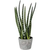 Pflanzen-Kölle Kunstpflanze Sansevieria, Höhe ca. 45 cm