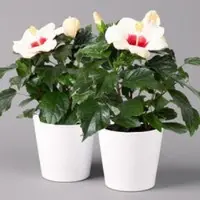Pflanzen-Kölle Hibiskus, weiß, mit Keramiktopf Dallas weiß, Topf-Ø 13 cm, 2 Pflanzen