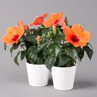 Pflanzen-Kölle Hibiskus, orange, mit Keramiktopf weiß, Topf-Ø 13 cm, Höhe ca. 35 cm, 2 Pflanzen