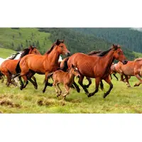 Papermoon Fototapete "Wild Horses", bunt, B:3,5m L:2,6m, Vlies, Tapeten, Fototapete