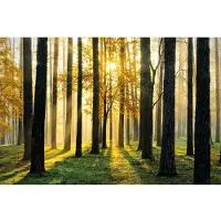 Papermoon Vlies- Fototapete Digitaldruck 350 x 260 cm Digitaldruck Sunny Forest GLO769559107