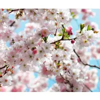 Komar Vliestapete "Digitaldruck Vlies - Spring - Größe 300 x 250 cm" bedruckt glatt Wohnzimmer, Schlafzimmer