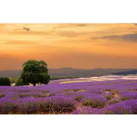 Papermoon Fototapete "Lavender Field", bunt, B:4m L:2,6m, Vlies, Tapeten, Fototapete