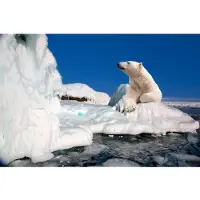 Papermoon Fototapete "Polar Bear", bunt, B:3m L:2,23m, Vlies, Tapeten, Fototapete