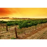 Papermoon Fototapete "Sunrise Vineyard", bunt, B:5m L:2,8m, Vlies, Tapeten, Fototapete