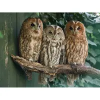 Papermoon Fototapete "Tawny Owls", bunt, B:4m L:2,6m, Vlies, Tapeten, Fototapete