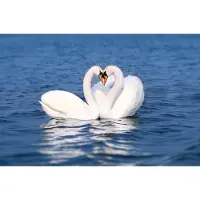 Papermoon Fototapete "Swan Love Couple", bunt, B:3,5m L:2,6m, Vlies, Tapeten, Fototapete