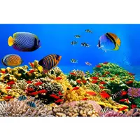 Papermoon Fototapete "Coral Colony Red Sea", bunt, B:2m L:1,49m, Vlies, Tapeten, Fototapete