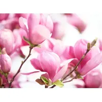 Papermoon Fototapete "Pink Magnolia", bunt, B:2,5m L:1,86m, Vlies, Tapeten, Fototapete