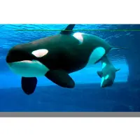Papermoon Fototapete "Whales", bunt, B:2m L:1,49m, Vlies, Tapeten, Fototapete