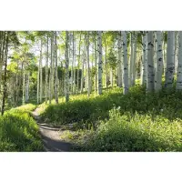 Papermoon Fototapete "Birch Hiking Trail", bunt, B:2,5m L:1,86m, Vlies, Tapeten, Fototapete