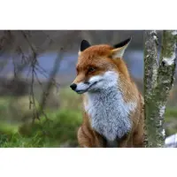 Papermoon Fototapete "Red Fox", bunt, B:5m L:2,8m, Vlies, Tapeten, Fototapete