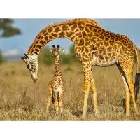 Papermoon Fototapete "Masai Giraffe Protecting Baby", bunt, B:3m L:2,23m, Vlies, Tapeten, Fototapete