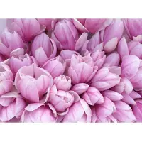 Papermoon Fototapete "Pink Magnolia", bunt, B:2,5m L:1,86m, Vlies, Tapeten, Fototapete