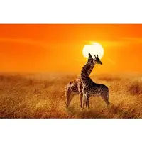 Papermoon Fototapete "Giraffes against Sunset", bunt, B:5m L:2,8m, Vlies, Tapeten, Fototapete