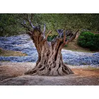 Papermoon Fototapete "Old Olive Tree Trunks", bunt, B:2m L:1,49m, Vlies, Tapeten, Fototapete