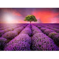Papermoon Fototapete "Lavendel Field in Sunburst", bunt, B:4m L:2,6m, Vlies, Tapeten, Fototapete
